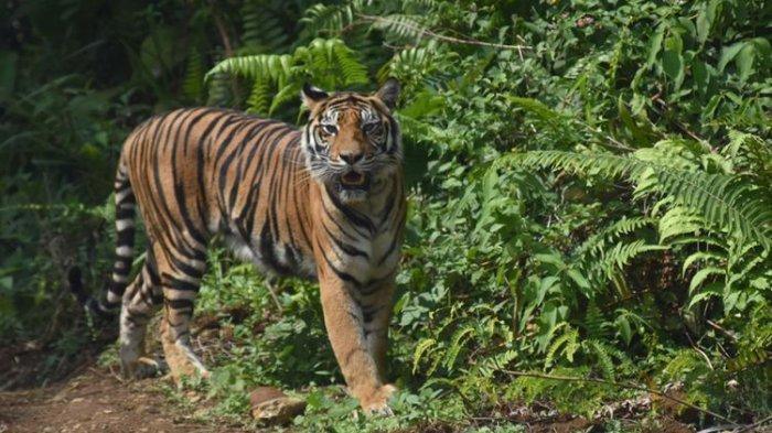 Ini Kata BBKSDA Soal Harimau Berkeliaran di Ladang Minyak Zamrud